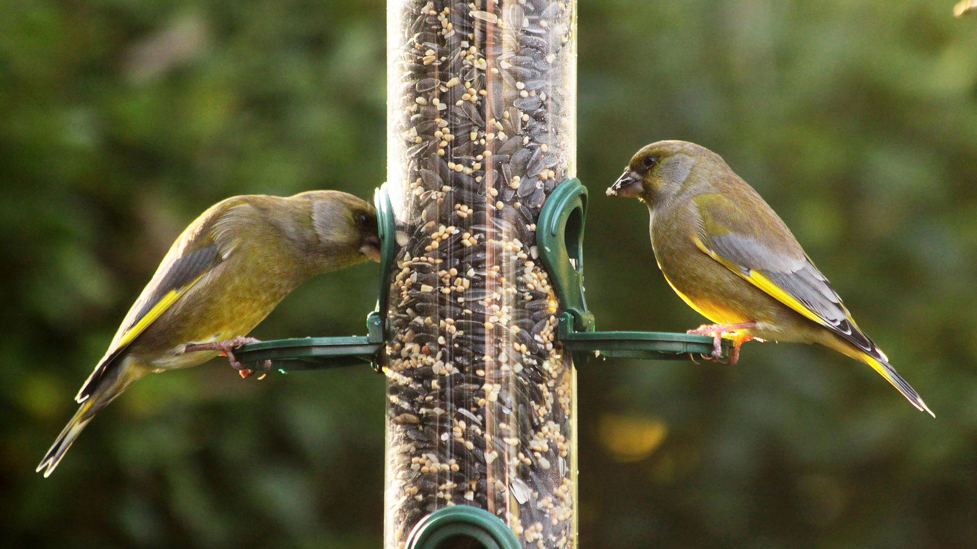 finches-eating-at-bird-feeder-1920×1080
