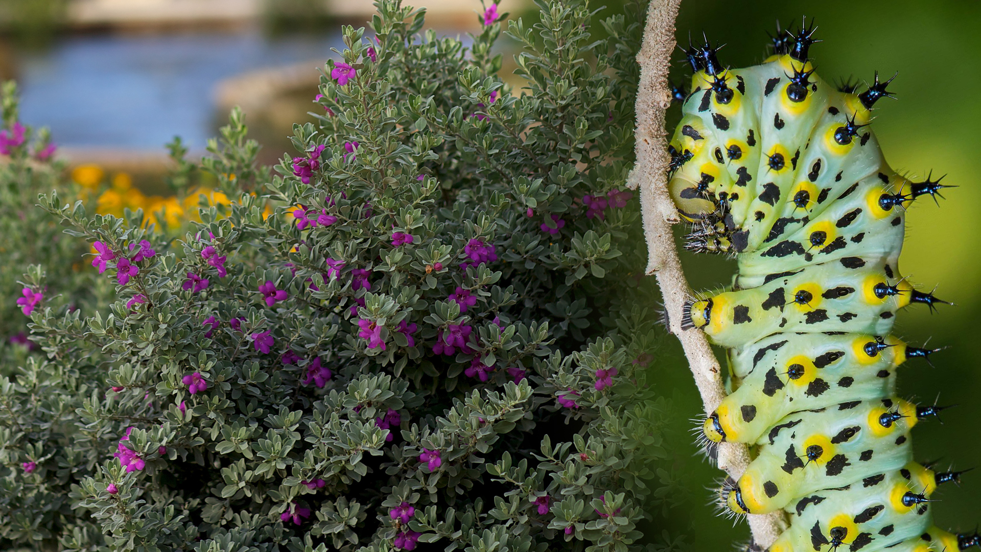 cenizo-and-calleta-silkmoth-1920×1080-11