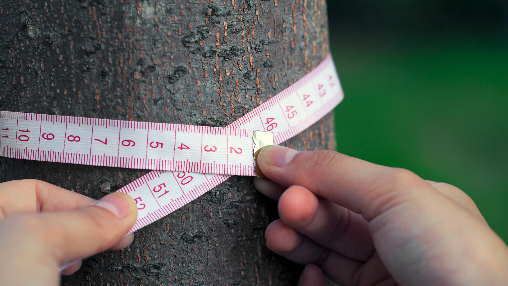 tree-measuring-1920×1080