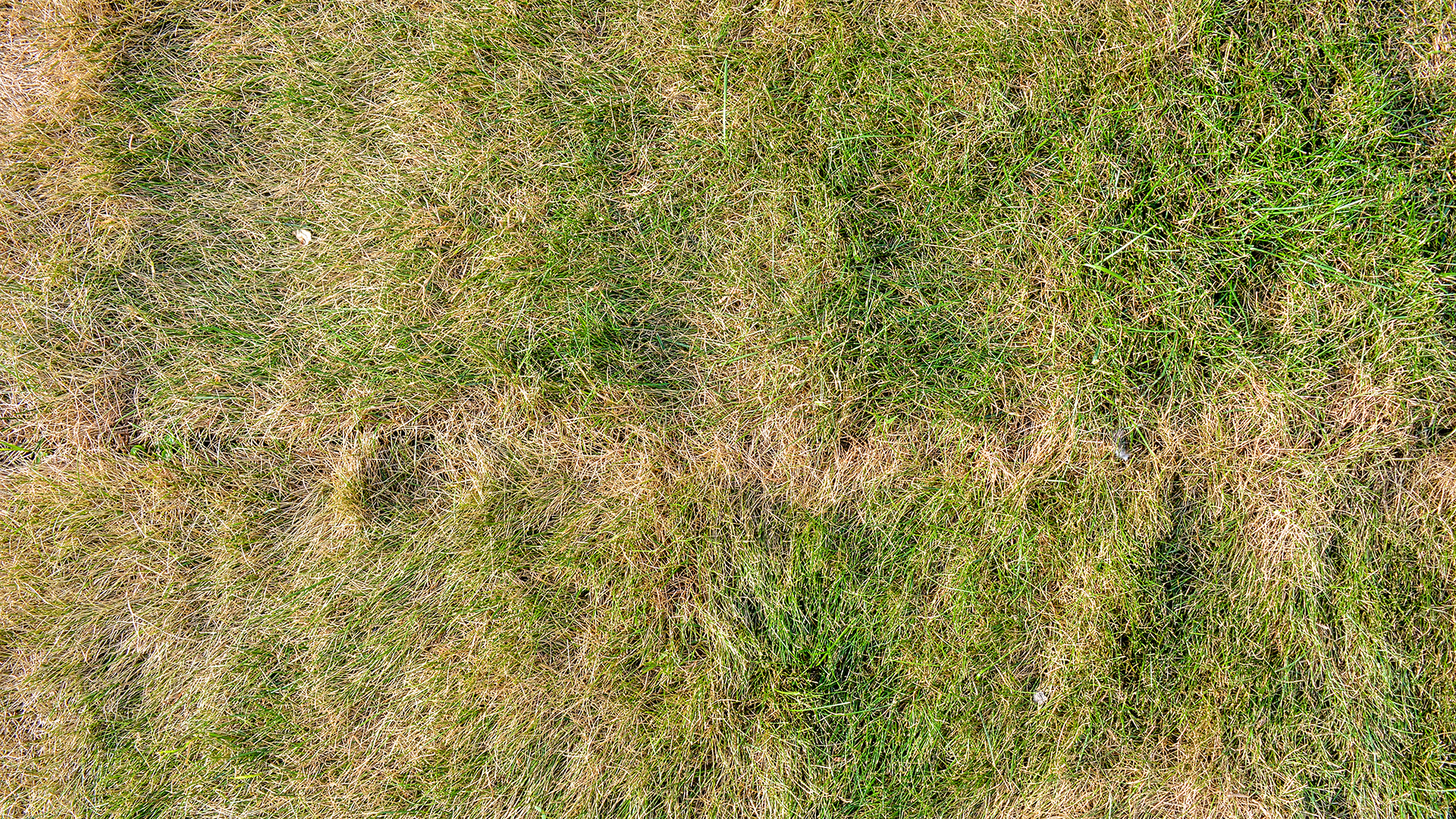 Texture of dying lawn with healthy green grass and dead dry grass