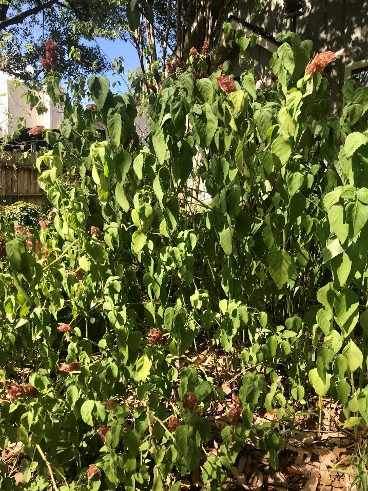 wilted-plant