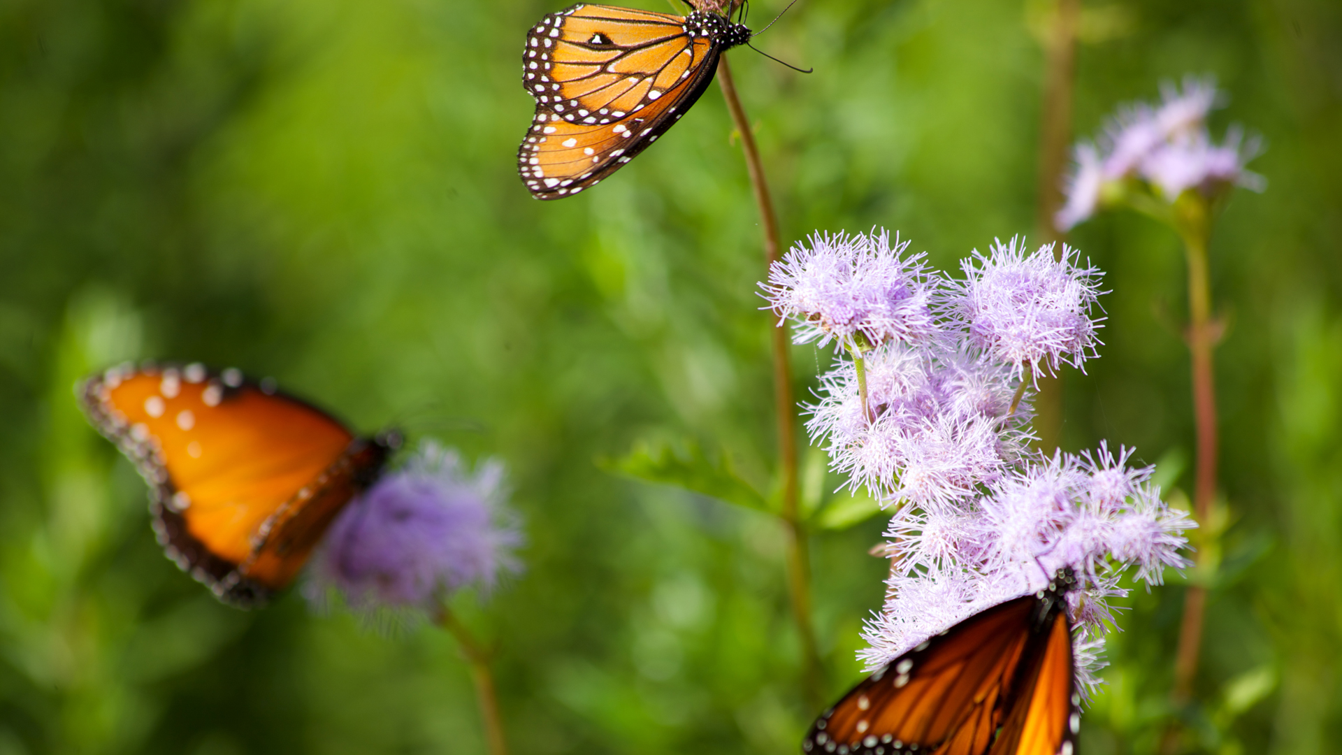 butterfly-weed-butterfly-dana-1920×1080