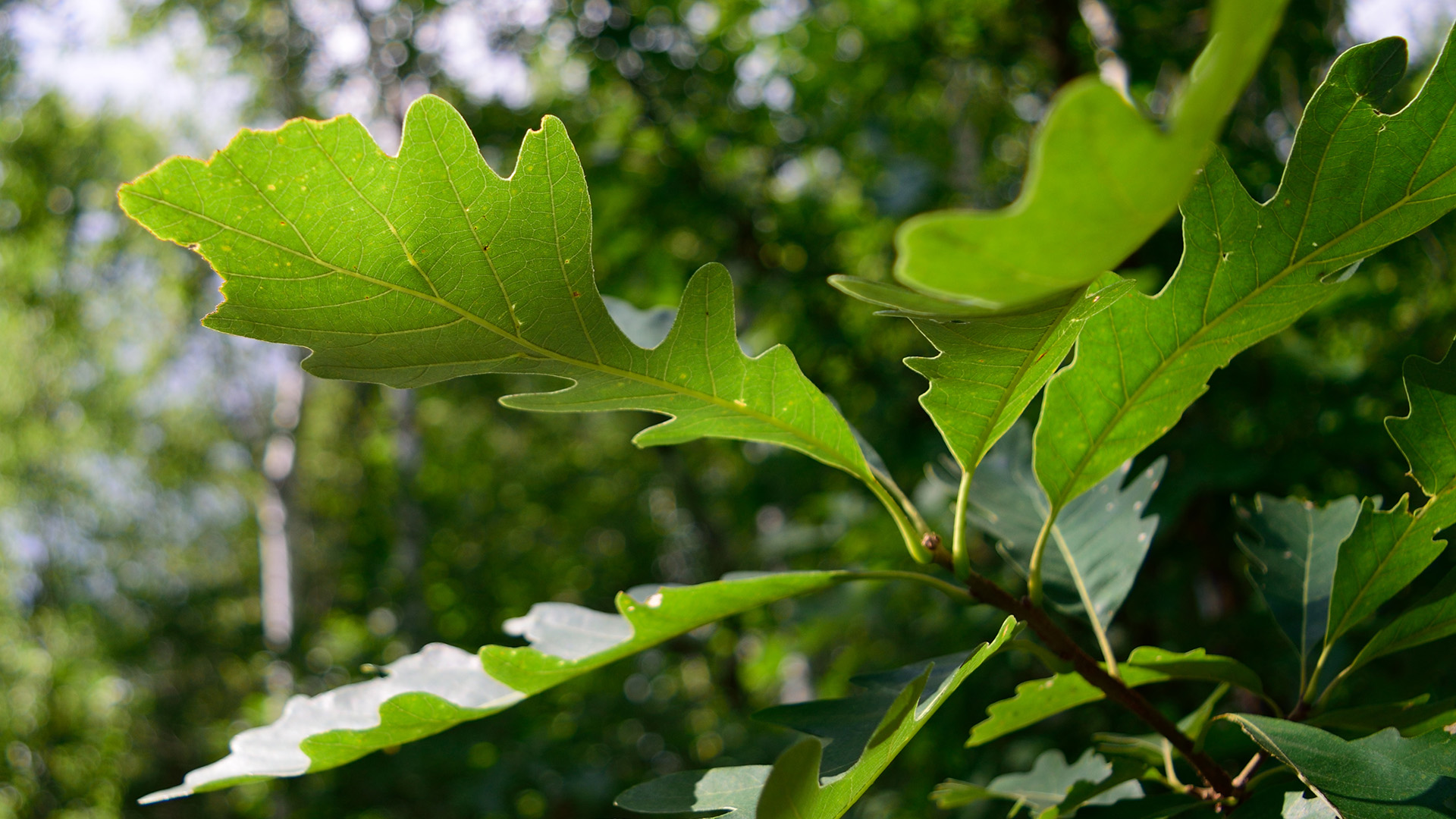 Bur Oak (Quercus macrocarpa) Leaf Detail