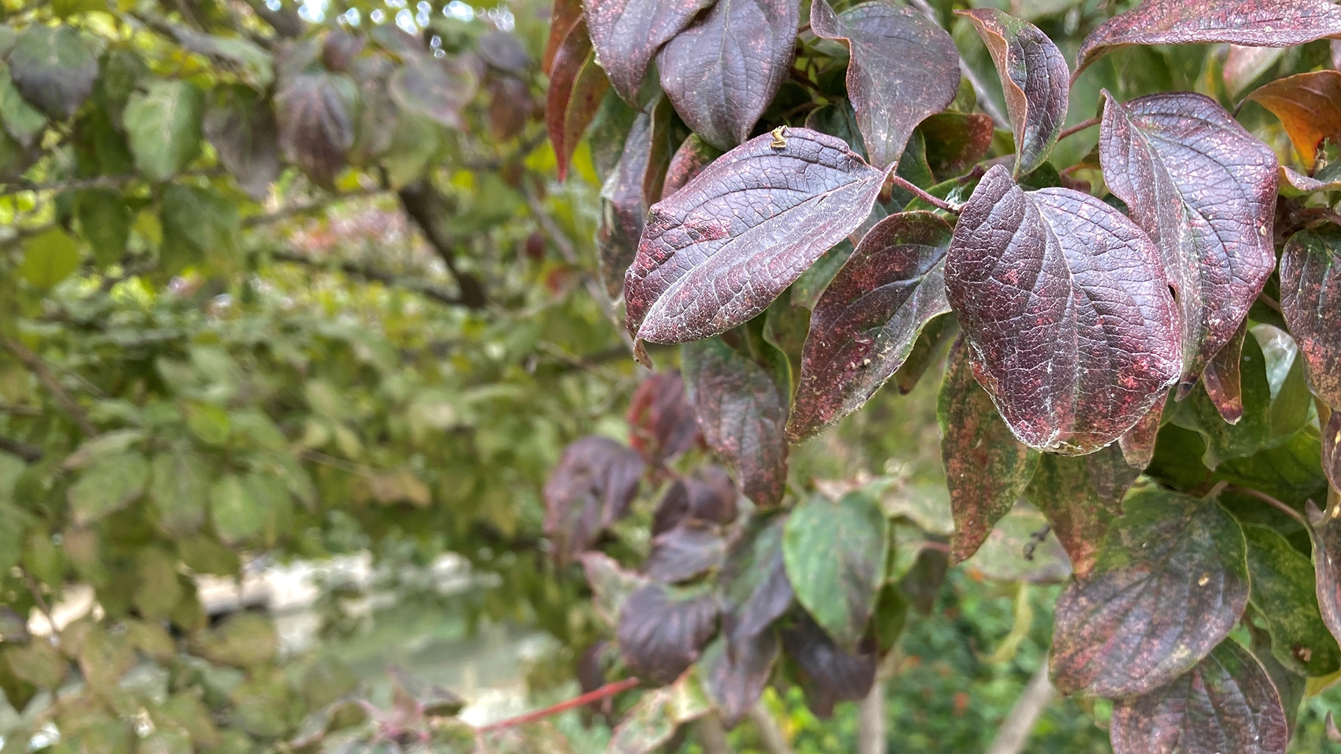 roughleaf-dogwood-1920×1080