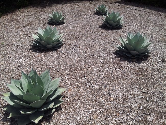 artichoke agave as groundcover