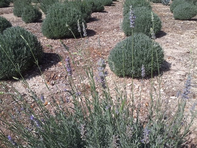 lavender as groundcover