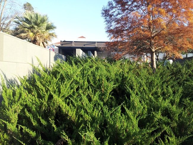 ornamental juniper as groundcover