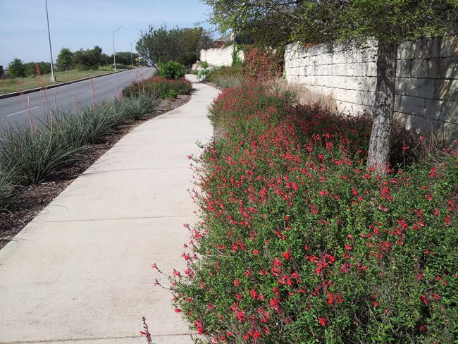 red yucca as inferno strip groundcover