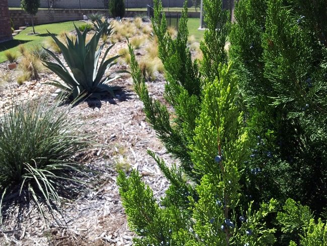 sculptural agaves and yucca ornamental plumegrasses