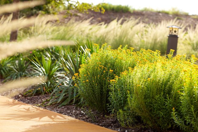 yucca and mint marigold lindheimer muhly