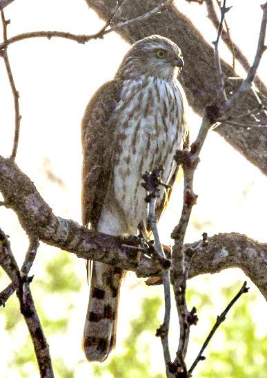 Cooper's Hawk