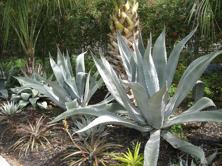 Agave