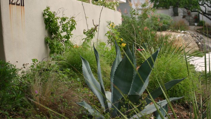 Century Agave with a Sotol