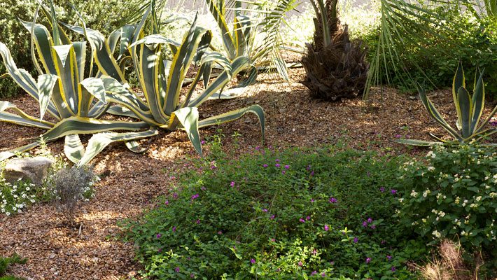 Variegated Agave with Purple Lantana