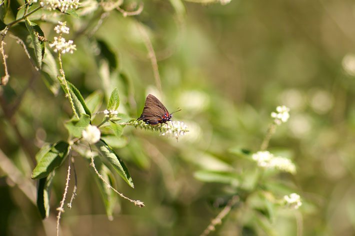 Almond Verbena with Rare Purple Hairstreak