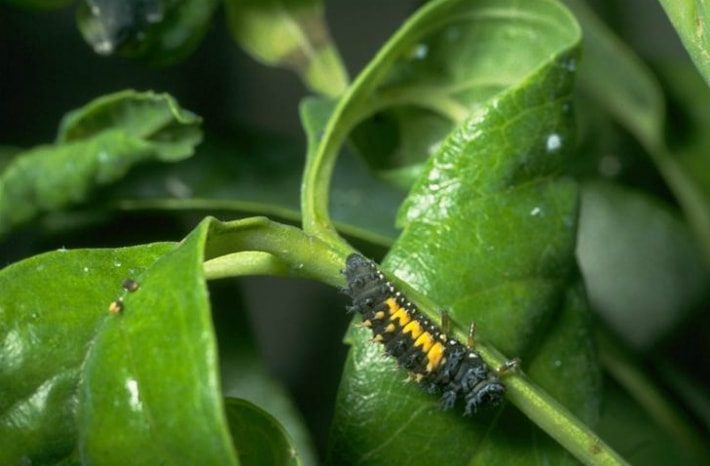 Ladybug Larva