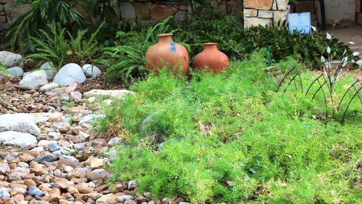 Asparagus Fern