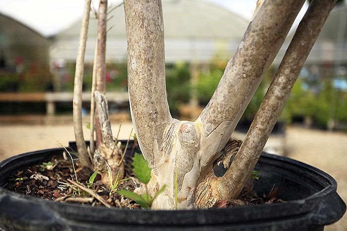 trunk split at the bottom making two offshoots