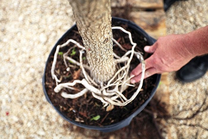 girdling roots tangled together