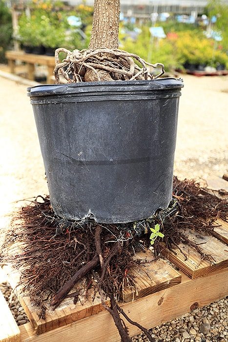 roots growing out from under planting container