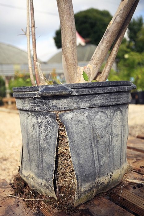 splitting planting containers