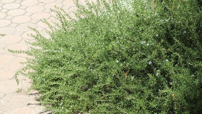 rosemary trailing over walkway