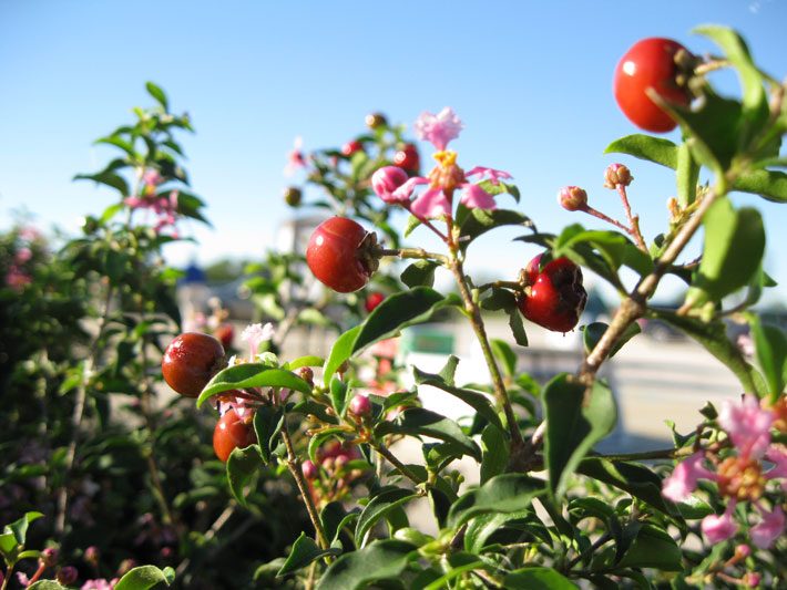 Barbados Cherry berries