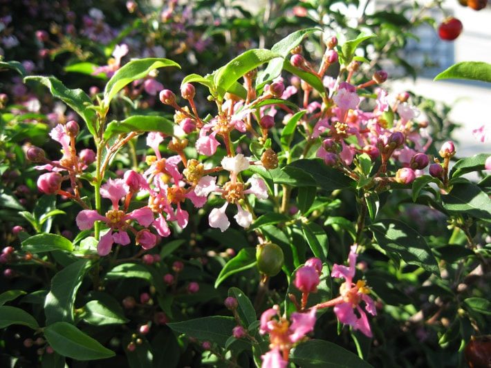 barbados cherry flowers