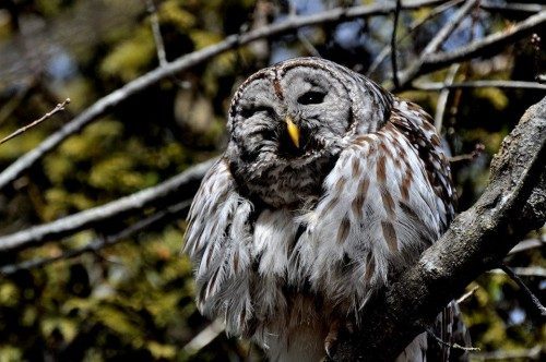 barred owl among branches