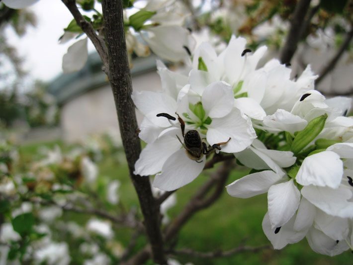 Bauhinia