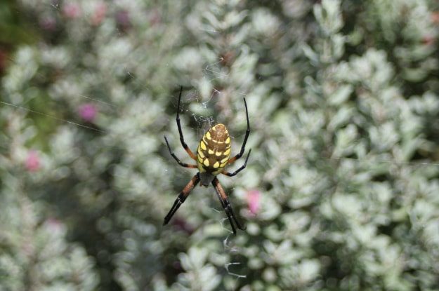 Black and Yellow Garden Spider