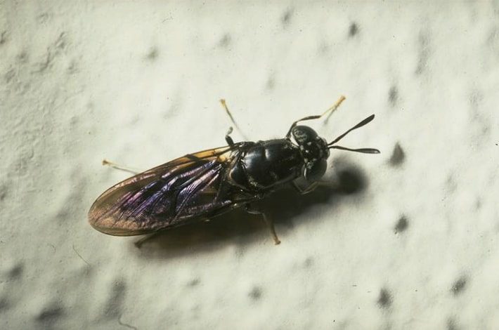 black soldier fly