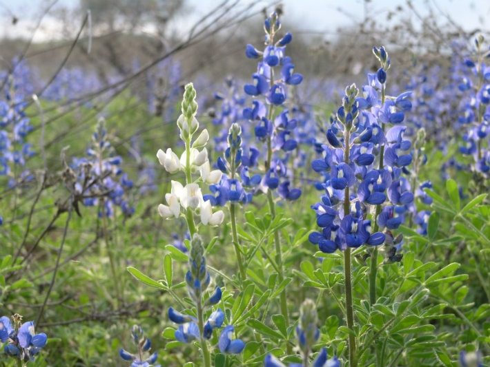 blue and white bonnet in field