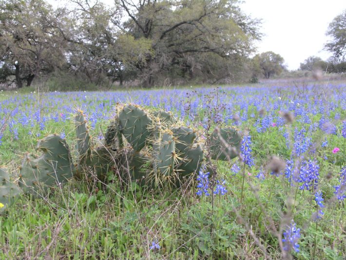 Bluebonnets and Prickly Pear Cactus