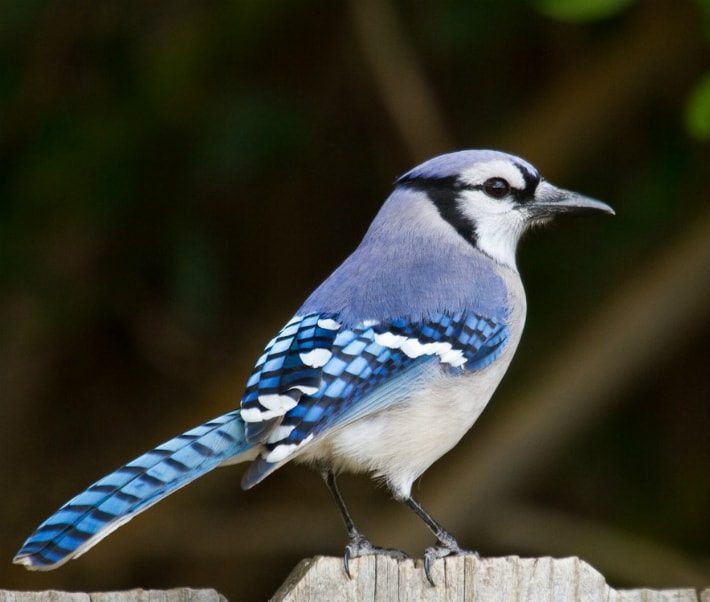 blue jay on fence amongst trees