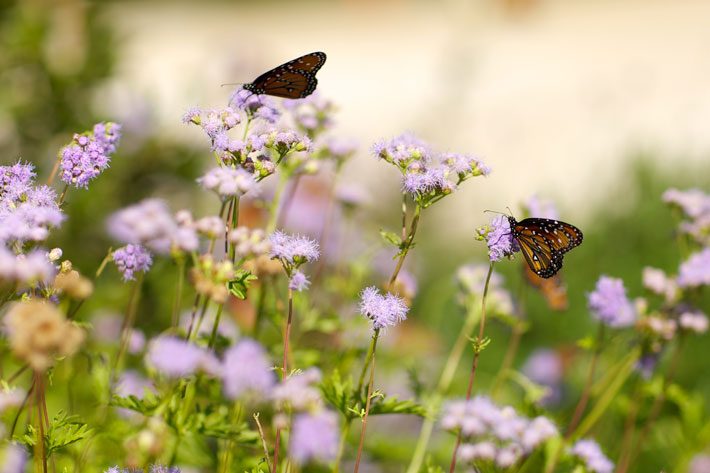 Blue Mist Flowers with Queen Butterflies