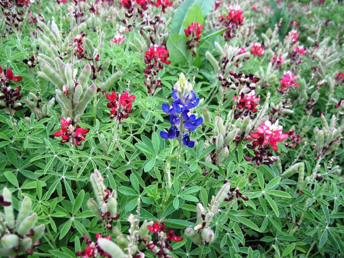 Red and Blue Bluebonnets