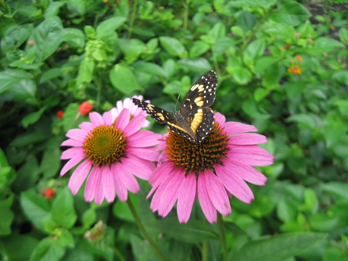 Bordered Patch Butterfly