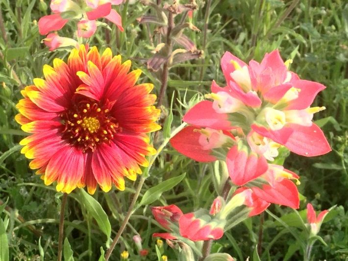 Indian Paintbrush and Indian Blanket