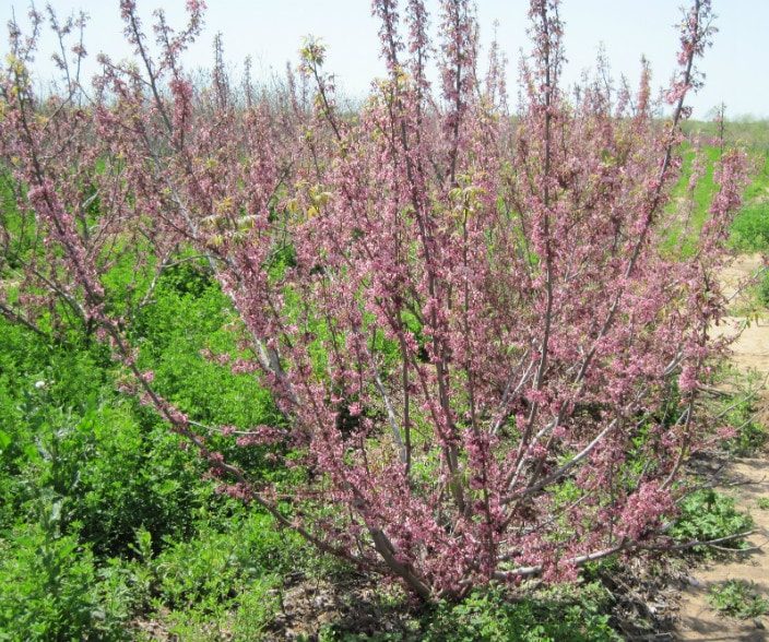 Mexican Buckeye Tree