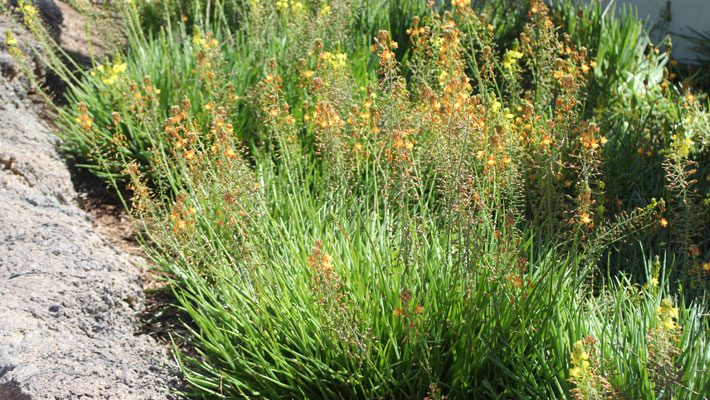 Bulbine bed