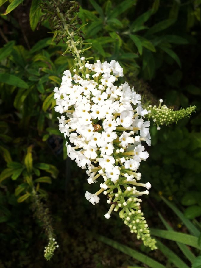 White Butterfly Bush Hanging