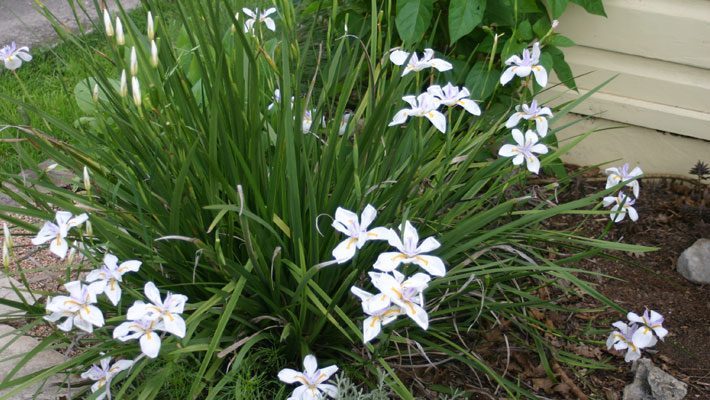 Butterfly Iris