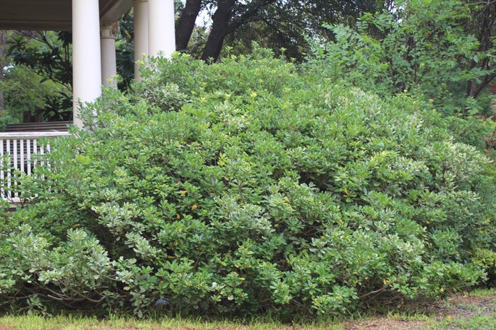 Pittisporum Evergreen Shrub