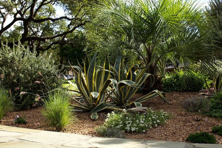 Striped agave