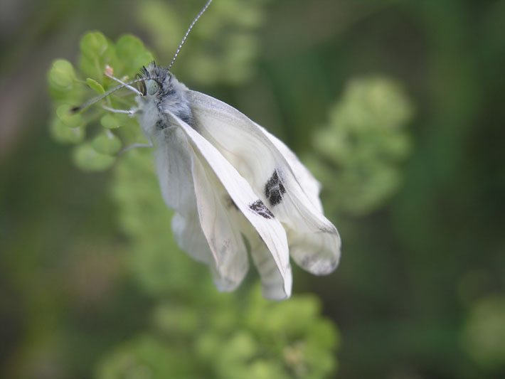 Cabbage White Butterfly