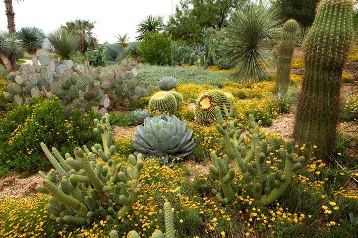 Rock and Cactus Garden