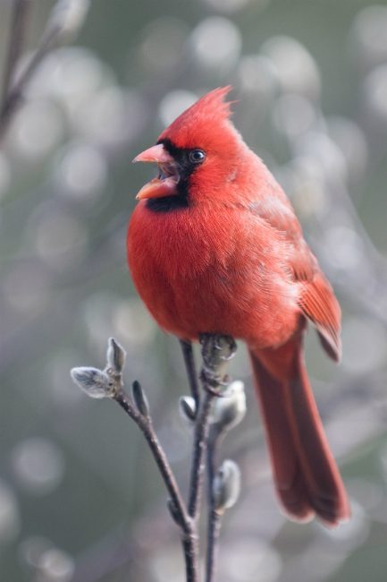 cardinal mid chirp