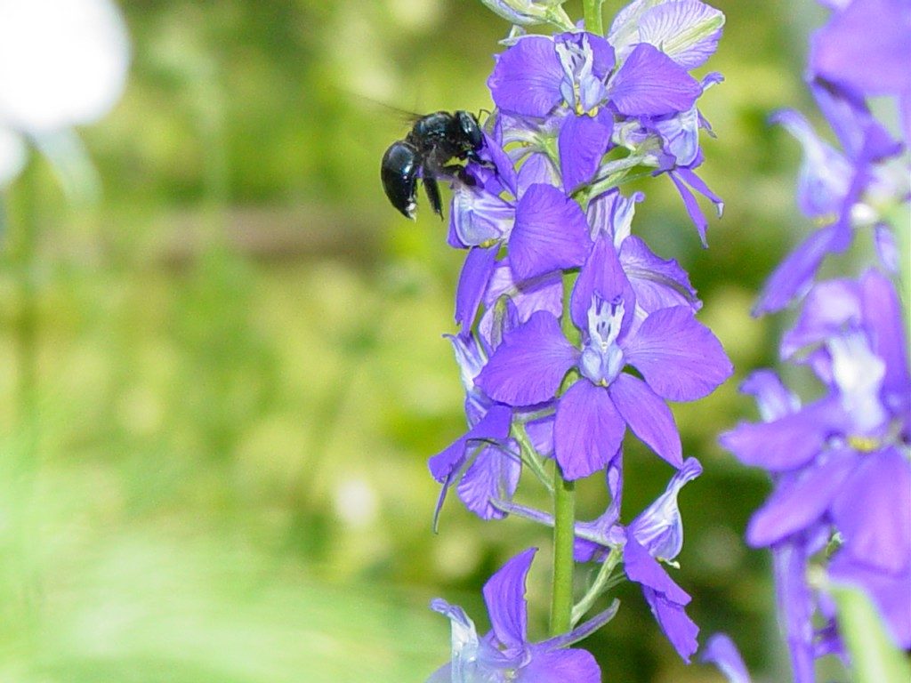 Carpenter Bee