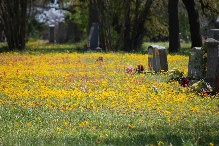 Cemetary Wildflowers